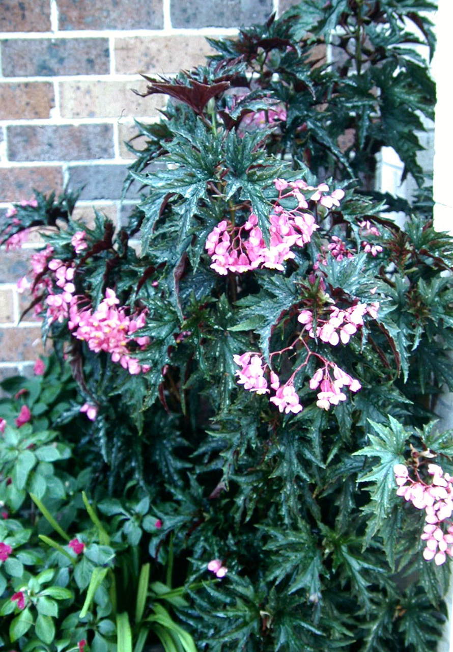 B. ‘Sophie Cecile’